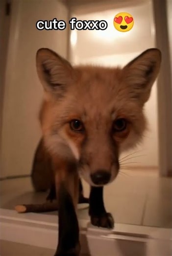 Cutest Fox Ever! 😍 Adorable Fox Does the Funniest Thing! #Shorts #CuteAnimals #fox #funny