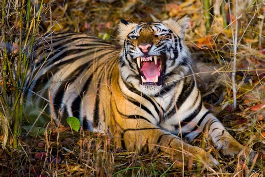 The man-eating tiger that terrorized hundreds of people