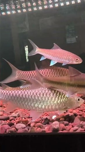 pesona Tor Putitora platinum, Ikan Dewa Inport. #ikandewa #masheer