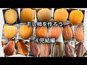 ④干し柿を作ろう！柿霜を出す、カビない理由