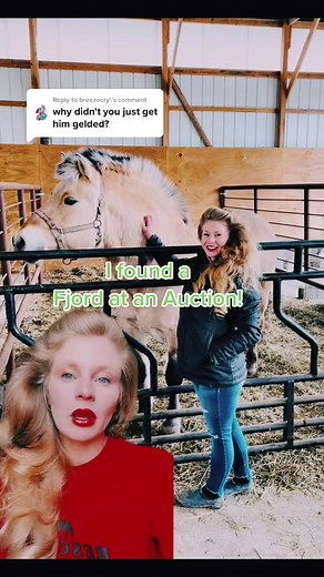 Do Destrier Horses Still Exist? Exploring the Fjord Horse Breed