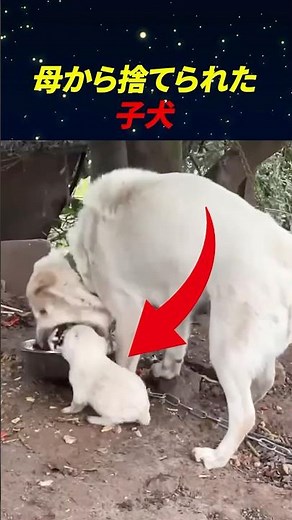 Puppy abandoned by mother