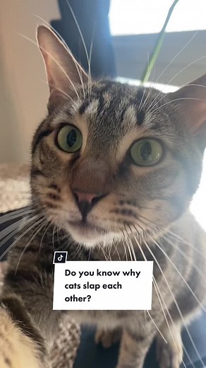 Do you know why cats slap each other 🐾🐈‍⬛🫶 Audio Credit: samca_ts (IG) #catfacts #catlife #cathealth #cateducation #funnycats #lifewithcats #catmom #animalovers #adoptdontshop #domesticcat #cattraining #cattips #cutecats #healthycat #happycatclub #catparent #catthings #cattrainer #cats #catlove #catlovers #catloversworld #catsoftiktok