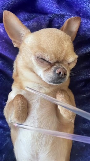 #asmr try not to fall asleep ASMR level impossible, random ASMR compilation which one was your favorite #asmrvideos,#asmrsounds,#relaxing #sleepy,#sleep, #tingles, #relaxation