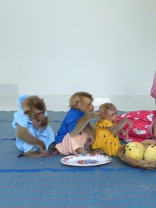 Clever Baby Monkey Bom's Family | Mr Bon