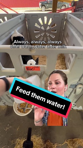 The Importance of Water for Calves