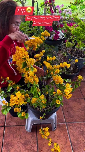 82K views · 1.2K reactions | #tips #salruningsarilingkaranasan #tipsandtricks #bougainvillealovers #highlights #everyone #you | Lani Gabucayan Gardose Cornelio | Facebook