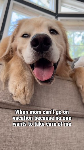 61K reactions · 2.8K shares | Excuse me, I AM the vacation  . . . . . #funnydogvideos #dogsoffacebook #doggram #goldensofig #goldensofinsta #boopthesnoot #happydoglife #goldenoftheday #cutedoggy #retrieversgram #dogsofphilly #happydog #dogsarefamily #pupdoggydog #dogvideos #goldenretriever #doggolove #golden_retriever #funnydogreels #doglover #retrieveroftheday | barkin_brothers | Facebook