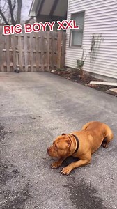 127 pound XXL American Bully #XLBULLY #dogsoftiktok #puppiesoftiktok #fyp #xlbullies #DogTraining #youpage #cutedog | King bullies