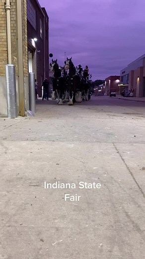 Last six of the Percheron Clyde draft horse show going into the ring. #indianastatefairgrounds #clydesdalehorse #bighorses #Indiana #StyleSnap