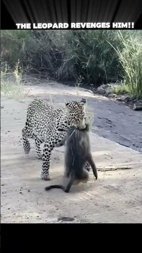 When Baboons Fight Back... 😱🔥 #trending #wildlife #wildscope #nature