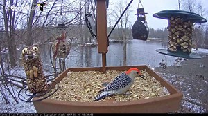 It's time to test your bird ID skills! Can you identify the various species that take turns visiting the feeder platform on the Cornell Lab FeederWatch Cam? Practice LIVE at AllAboutBirds.org/CornellFeeders | Bird Cams
