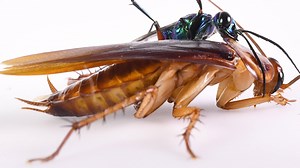 1.4M views · 250 reactions | Watch a cockroach defend itself with a karate kick that defeats a terrifying wasp: https://nyti.ms/2DMuLUF | ScienceTake | Facebook