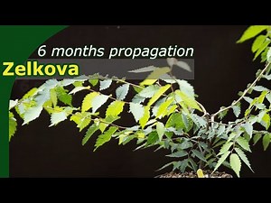 Propagation of Zelkova through cuttings made simple | Including how-to!