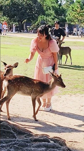 奈良公園で鹿とふれあう美しい瞬間」🫎💋