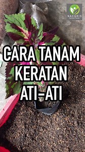 Pokok ati-ati #coleus #coleusplant Video lain yang boleh ditonton; MELAWAT TAMAN BUNGA ATI-ATI (COLEUS) >> https://youtu.be/zur3a2xRb3k | Nacqris Backyard Garden