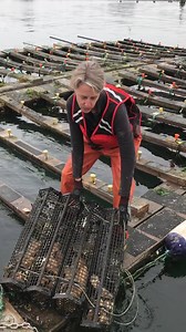Spend a minute with Blaine Schoolfield, Molluscan Broodstock Program Manager (Oregon State University, Hatfield Marine Science Center) to learn about growing Pacific oysters! | Oregon Coast Aquarium