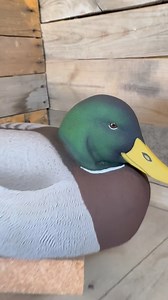 2.4M views · 13K reactions | It’s a privilege to help hunters honor their hunting companions. This client wanted to include his dog in the hunt, and I’m humbled to be part of it. #waterfowl #duckdecoys #huntingdog #drakemallard #duckhunting #cork #decoycarving #duckdogs | Mike Marino | Facebook