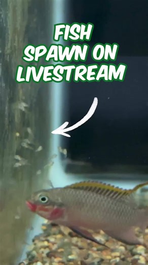 Fish Spawn LIVE - Nigerian Red Kribensis #aquariumcoop #aquariumhobby #plantedtank | Aquarium Co-Op
