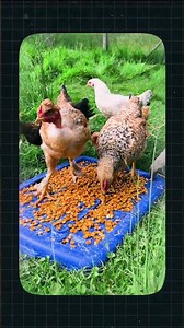 Cómo ENGORDAR Pollos Con MELAZA