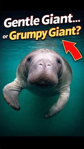 This Animal Looks Angry… But It’s the Sweetest Creature in the Ocean! #animalshorts #animalfacts