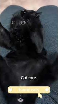 funny cat video#cat