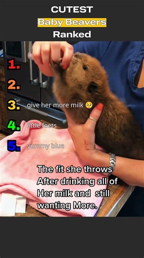 Cutest baby beavers 🦫✨