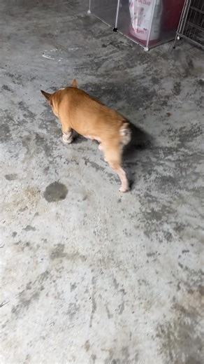 10K views · 227 reactions | Cập nhật tình hình em bull pháp | Nhất Thú Cưng | Facebook