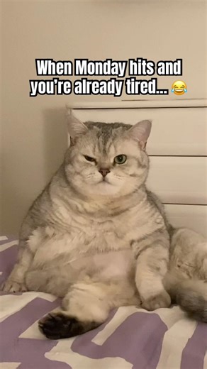 This cat is tired 😂| Jerry facing Monday like a true champion 😼💤 | Monday mood
