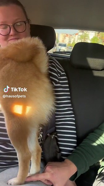 Funny Dog Videos Compilation | Cute and Hilarious Puppy TikToks