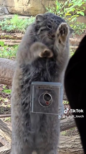 マヌルネコの魅力を探る - 那須どうぶつ王国