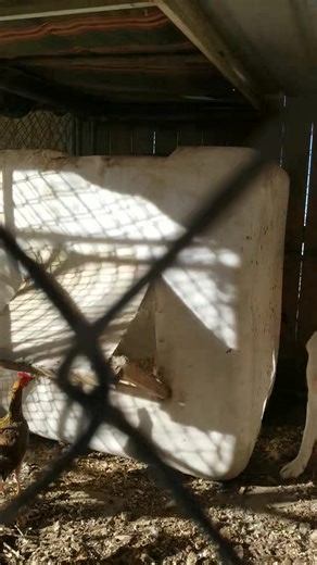 Tony Breaux on Reels