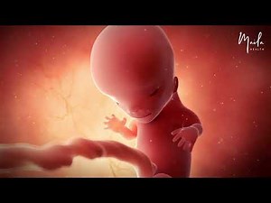 11 Weeks of #Pregnancy | Baby's Growth & Development | #FirstTrimester | #FetalDevelopment