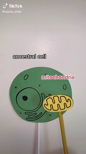 Exploring the Endosymbiotic Theory in Biology