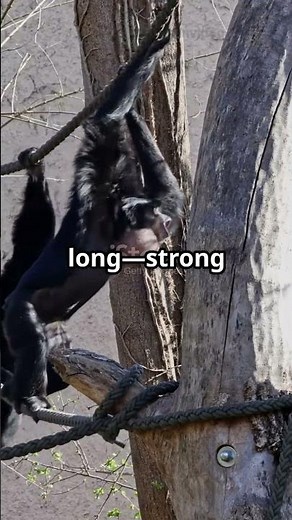 These Primates Have the Longest Tails 🐒 | Nature’s Balance Masters