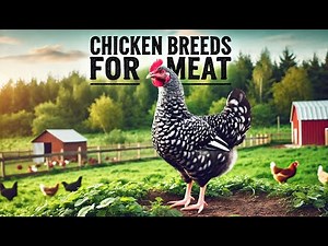 These Are The 20 Best Chicken Breeds for Meat !