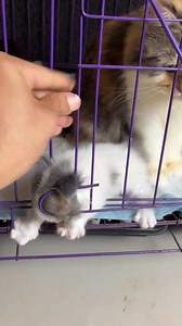 #kitten #funny #cat #FunnyCats #rescuecat | Republic Of Cat