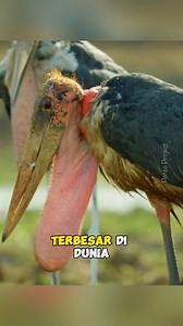 Bangau marabou - spesies bangau terbesar di dunia‼️ | Tag: #maraboustork #marabou #bangaumarabou #bangau #birdlife #wildlife #wildlifephotography #faktamenarik #faktaunikhewan #reelsvideo | Porco Project