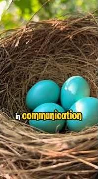 Bright Color, Beautiful Songs, and the first sign of Spring 🌼 🐦 Meet the American Robin