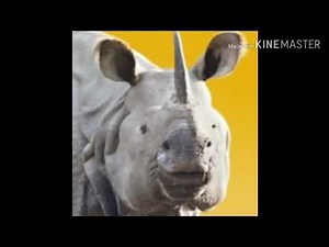 White Rhinoceros Sound Effects