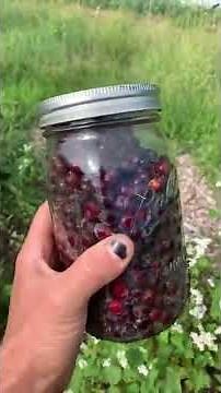 Serviceberry from Seed (2 methods) #permaculture #nutsandbolts #foraging #foodforesttales #shorts