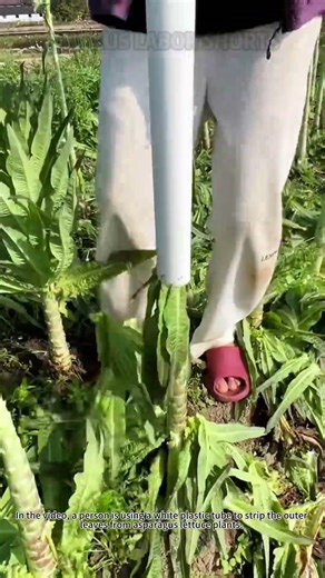 Removing Leaves from Asparagus Lettuce! #GardenHac