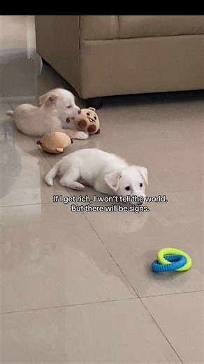 Authentic BT21 Merchandise Alternatives: Explore Options