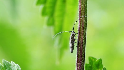 Butterfly, Insect, Nature