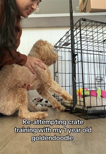Effective Crate Training Tips for Goldendoodles