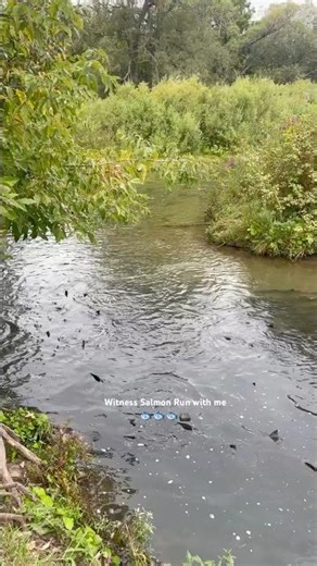 Witnessing the Incredible Salmon Run 🐟🇨🇦 | Nature’s Epic Journey