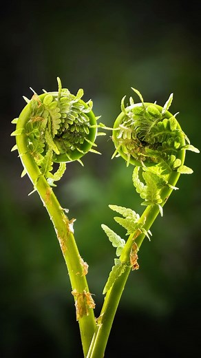 Macro Photo Lighting: Mini Nature Studio 📸 In this video, I’ll reveal some awesome macro photography hacks using small LED lights. Join me as I delve into the realm of macro photography, highlighting the captivating beauty of two fiddleheads delicately forming a heart shape, symbolizing the omnipresence of love. Gain firsthand insight into strategically positioning lights around your subject to achieve exceptional results. Enhance your macro photography skills with these expert tips and techniq
