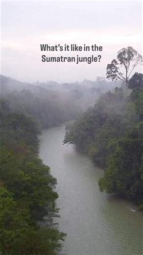 What is it really like in the Sumatran jungle?