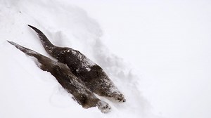 139K views · 6.2K reactions | River otters are in their element in Yellowstone’s early winter, "body sledding" on the white slopes. They avoid a hungry coyote with their excellent swimming skills, but soon the river will freeze. #WildYellowstone | National Geographic Animals | Facebook