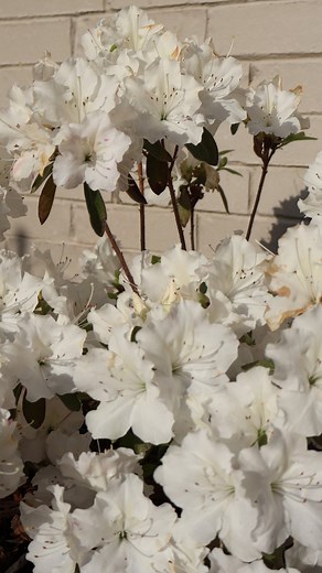 Kip’s sharing 4 simple tips to keep your azaleas cozy all season long: 1️⃣ Pick the right Encore® for your USDA Zone 2️⃣ Keep them hydrated 🚿 3️⃣ Add mulch — your plant’s winter blanket 🪵 4️⃣ Cover when temps drop low! 🧣 Have questions? Drop them in the comments below! 👇🏼 | Encore Azalea